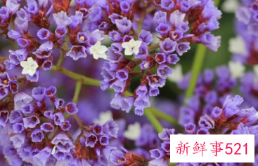 适合居家插的鲜花