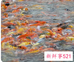 梦见很多鱼寓意