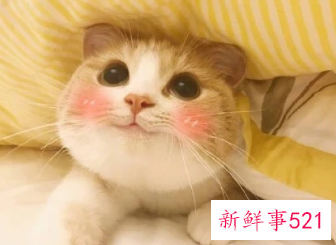 撒娇卖萌的意思