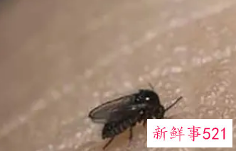 梦见自己身上飞来很多小飞虫