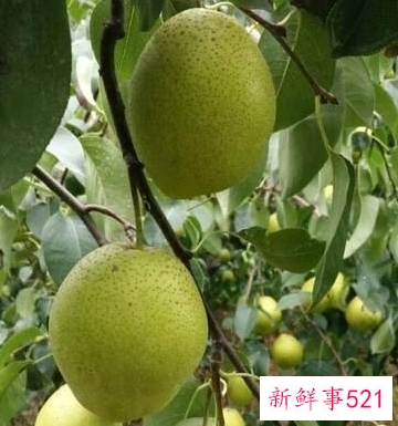 各种水果小知识