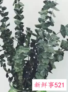 适合居家插的鲜花