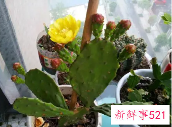 梦见仙人掌开花是什么意思