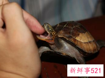 梦见乌龟咬人有什么意思