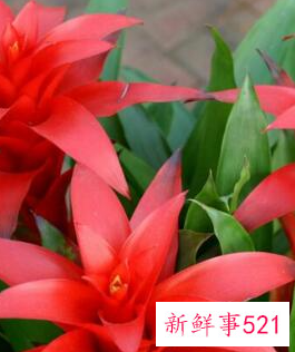 客厅摆放什么植物招财风水