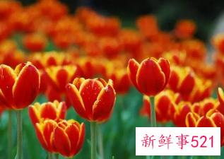 转运招财抖音名