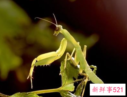 梦见蟑螂有什么征兆