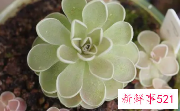 捕虫堇的养护要点