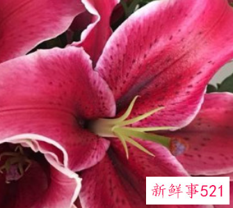 百合黑美人的寓意