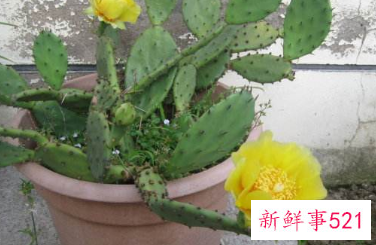 梦见仙人掌开花是什么意思