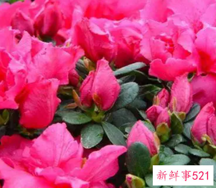 北方杜鹃应该如何度夏