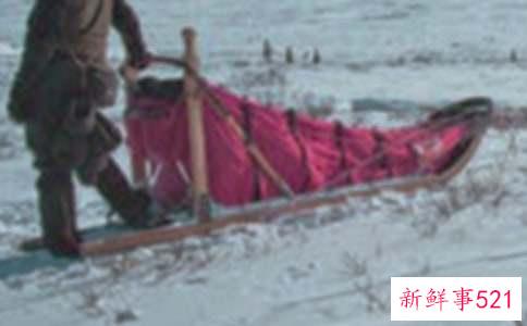 阿拉斯加雪橇犬吃什么对毛发好