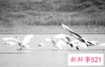 当代大学生如何保护野生动物