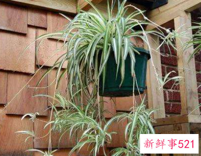 客厅摆什么植物最旺财