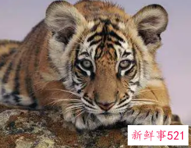 属虎不宜配什么属相