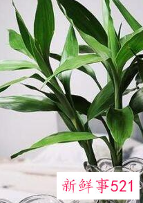 客厅摆放什么植物招财风水