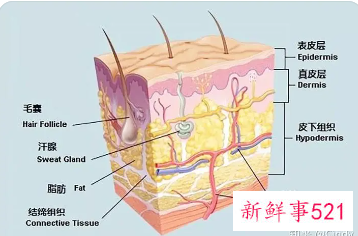 表皮层是由什么组成