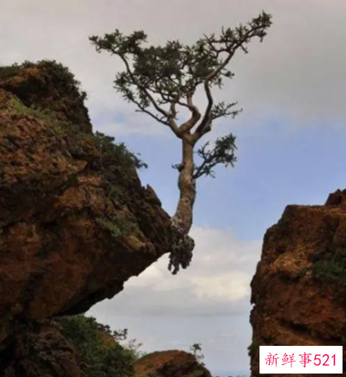 形容生命力顽强的诗句