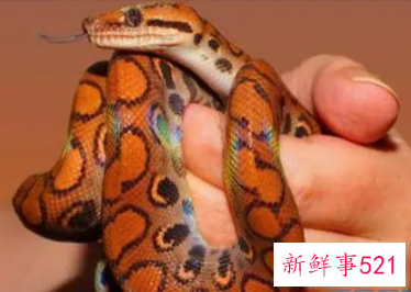 梦到彩色蛇有什么寓意