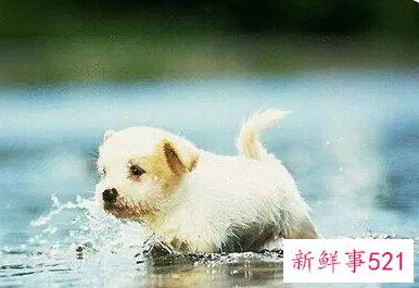 梦见家里小动物死了