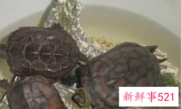 梦见乌龟蛋是什么意思