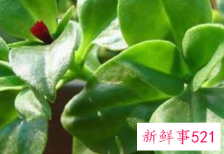 请问田七有什么功效与作用