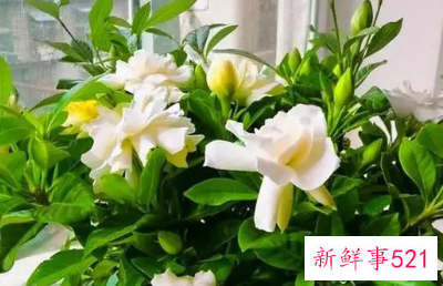 栀子花种植方法与技巧是什么