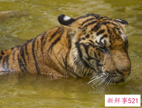 2022年犯太岁的4大生肖