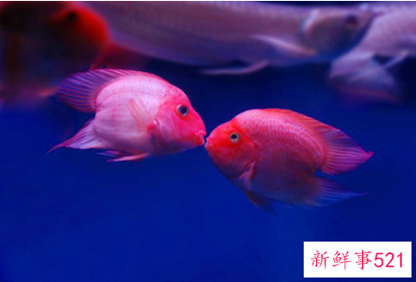 家里养什么鱼好