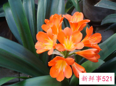 客厅摆什么植物最旺财