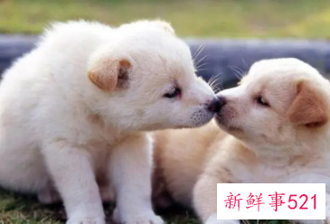 梦见两条狗狗是什么意思