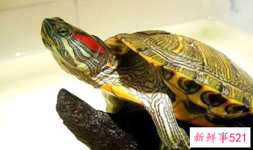 养龟有何风水作用