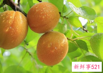 梦见摘绿杏是什么意思