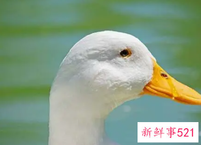 孕妇梦见鸭子死了是什么意思