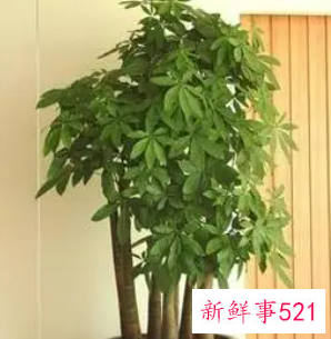 店门口放什么旺财