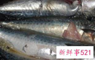 鲅鱼做法大全家常