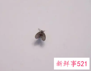 梦见自己身上飞来很多小飞虫