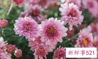 适合居家插的鲜花