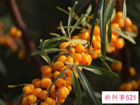 梦见吃沙果的寓意