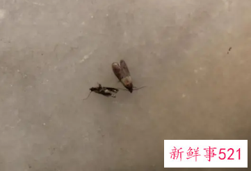 梦见小飞虫往我身上飞是什么预兆
