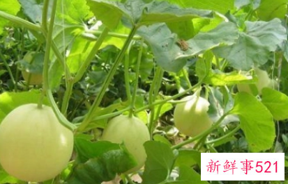 香瓜和甜瓜的区别