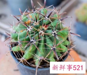 星兜的养殖方法和注意事项