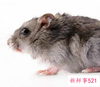 孕妇梦见床底下有老鼠