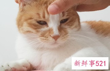 猫咪怀孕要吃什么补充营养