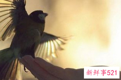 怎样拿手机拍照效果好