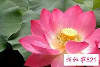 梦见莲花开有什么征兆