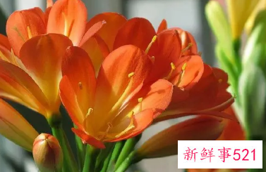 君子兰开花怎么养护