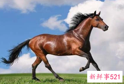 属马的运气如何