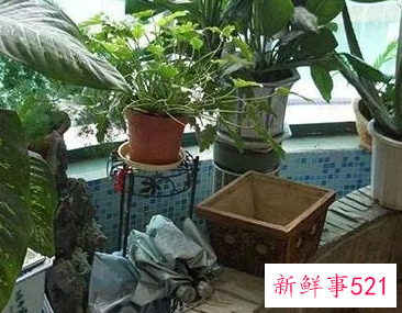 尖角煞化解的最好方法