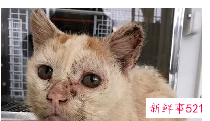 紫外线对宠物有伤害吗